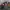 Military Army Jacket Mandatory Uniform Dragon Full Bordir photo 6