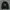 Hoodie Dickies Velvet Jotol photo 1