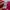 KAOS ANIME MIKEY DRAKEN ORIGINAL 100% photo 5