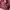 Maroon bag photo 1