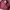 Maroon Bag