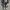Converse Allstar Hi Black White photo 5
