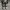 Converse Allstar Hi Black White photo 5