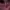 Wool Jacket Rageblue Maroon photo 7