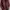Wool Jacket Rageblue Maroon photo 6