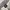 Dickies Sweatpants Grey photo 7