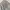 Dickies Sweatpants Grey photo 6