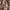Gucci Brown Guccisima Leather Brown Bag photo 2