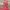 Forever 21 Vintage Coral Pink Babydoll Dress