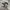 ASICS MAGIC SPEED photo 1
