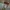 Oakley Gorpcore Short Pria tan gray photo 5
