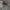 Oakley Gorpcore Short Pria tan gray photo 4