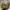 Topi duck unlimited realtree  photo 3
