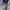 Adidas Grapich Hoodie