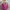Shoulder bag fucia WEBE photo 3