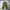 Uniqlo Baggy Cargo Pants