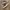 Vans Sk8 low Brown photo 1