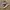 Vans Sk8 Low Brown