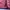 Kolon Sport Streetwear Vest Pria pink photo 6