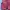 Kolon Sport Streetwear Vest Pria pink photo 3
