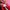 Puma Speedcat Red White photo 6