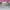 Puma Speedcat Ballet Pink White photo 6