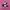 Puma Speedcat Ballet Black Pink photo 1
