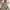 DJI OM 5 Warna White Sunset photo 4
