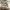 DJI OM 5 Warna White Sunset