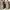 Dr. Martens Casual Boots Pria brown photo 6
