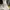 Gaun dress prom/pesta/wedding broken white photo 3