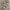 Celana camo coconut leaplowly baggy photo 1