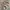 Celana Camo Coconut Leaplowly Baggy