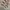 Celana camo coconut leaplowly baggy photo 2