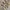 Celana Camo Coconut Leaplowly Baggy