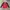 CREWNECK ADIDAS BIG LOGGO photo 1