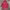 Beams T Maroon Hoodie Jacket photo 4