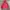 Beams T Maroon Hoodie Jacket photo 2