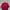 thisisneverthat Streetwear T-shirt Pria burgundy photo 4