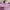 COLORBOX Coquette Casual Cardigan Wanita pink photo 2