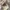 Sholder Cream New photo 1