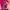 AMI Paris Logo Hati (Pink Fuschia) photo 6