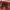 Coquette Handbag Wanita Red