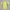 Casual Polo shirt Pria yellow photo 1