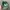 Vintage Hat Pria green photo 2