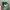Vintage Hat Pria Green