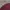 Crewneck Basic Polos Warna Merah Maroon  photo 1