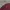 Crewneck Basic Polos Warna Merah Maroon 