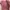 Outer Pink