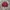 Streetwear Casual Bomber Jacket Pria Burgundy